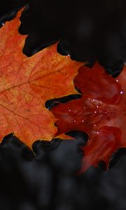 Preview wallpaper maple, leaves, macro, water, wet, autumn