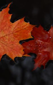 Preview wallpaper maple, leaves, macro, water, wet, autumn