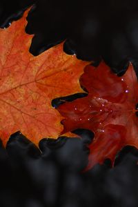 Preview wallpaper maple, leaves, macro, water, wet, autumn