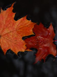 Preview wallpaper maple, leaves, macro, water, wet, autumn