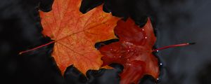 Preview wallpaper maple, leaves, macro, water, wet, autumn