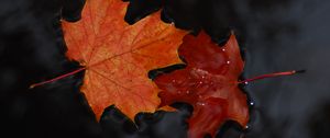 Preview wallpaper maple, leaves, macro, water, wet, autumn
