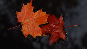 Preview wallpaper maple, leaves, macro, water, wet, autumn