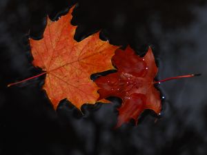 Preview wallpaper maple, leaves, macro, water, wet, autumn