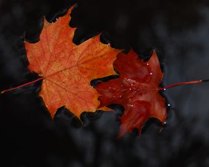 Preview wallpaper maple, leaves, macro, water, wet, autumn