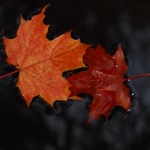 Preview wallpaper maple, leaves, macro, water, wet, autumn