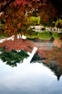 Preview wallpaper maple, leaves, maple leaves, pond