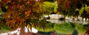 Preview wallpaper maple, leaves, maple leaves, pond