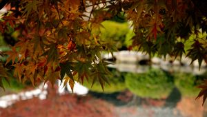 Preview wallpaper maple, leaves, maple leaves, pond