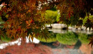 Preview wallpaper maple, leaves, maple leaves, pond