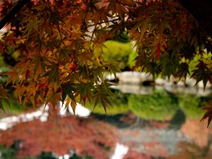 Preview wallpaper maple, leaves, maple leaves, pond