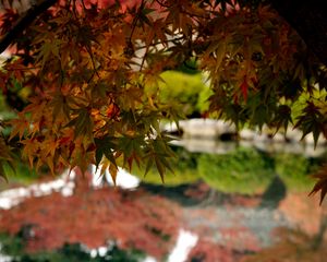 Preview wallpaper maple, leaves, maple leaves, pond