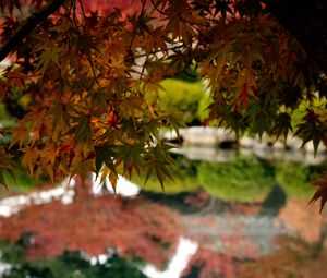 Preview wallpaper maple, leaves, maple leaves, pond