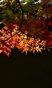 Preview wallpaper maple, leaves, maple leaves, light