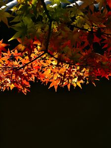 Preview wallpaper maple, leaves, maple leaves, light