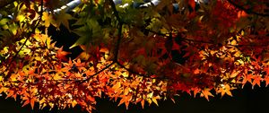 Preview wallpaper maple, leaves, maple leaves, light