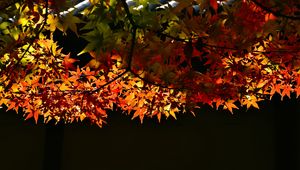 Preview wallpaper maple, leaves, maple leaves, light