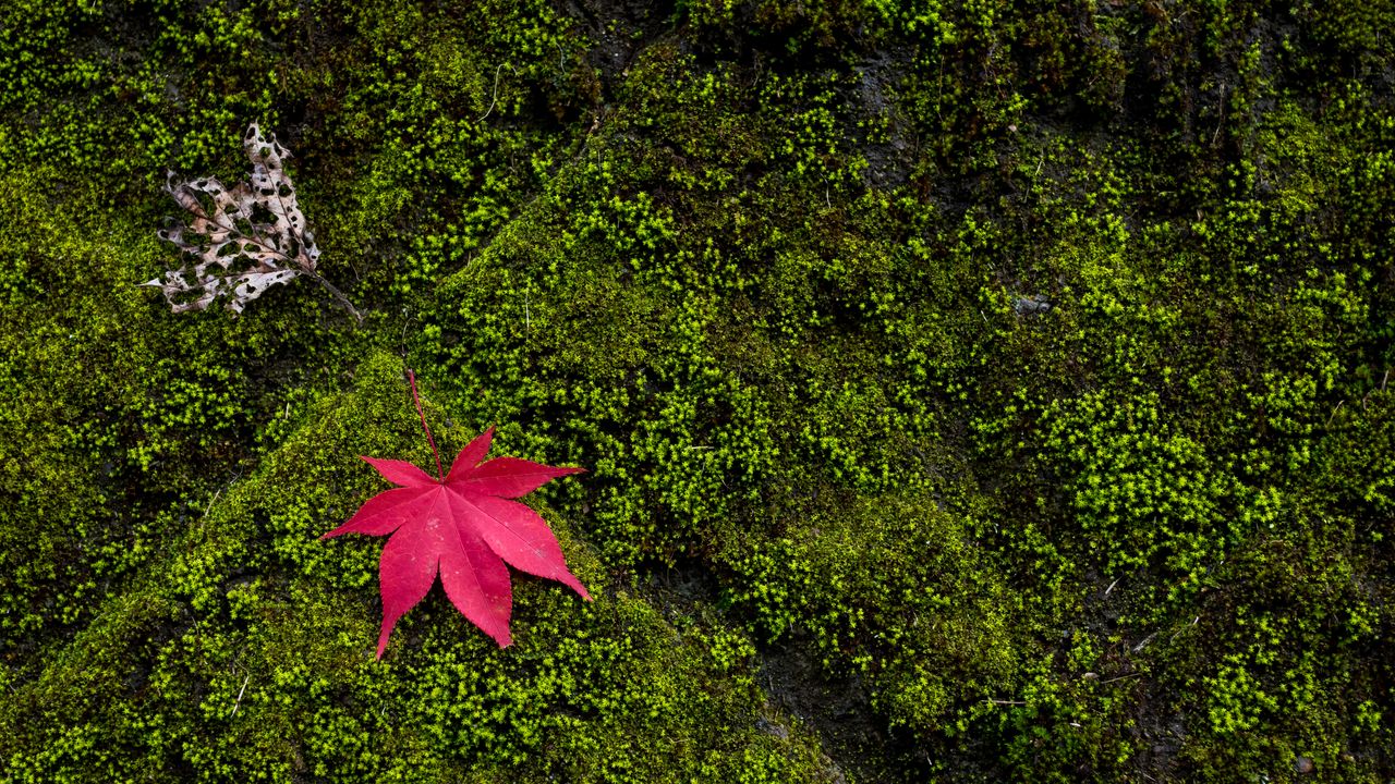 Wallpaper maple, leaves, moss, macro