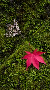 Preview wallpaper maple, leaves, moss, macro