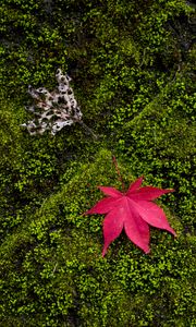 Preview wallpaper maple, leaves, moss, macro