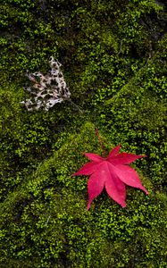 Preview wallpaper maple, leaves, moss, macro