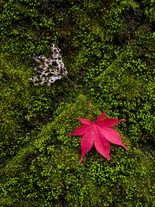 Preview wallpaper maple, leaves, moss, macro