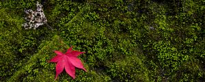 Preview wallpaper maple, leaves, moss, macro