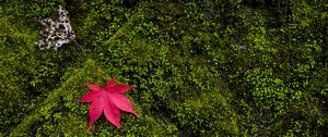 Preview wallpaper maple, leaves, moss, macro