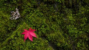 Preview wallpaper maple, leaves, moss, macro