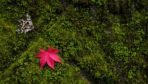 Preview wallpaper maple, leaves, moss, macro