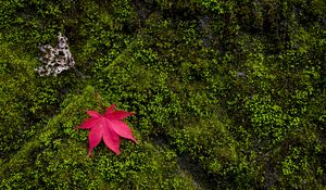 Preview wallpaper maple, leaves, moss, macro