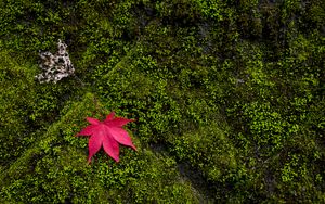 Preview wallpaper maple, leaves, moss, macro