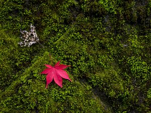 Preview wallpaper maple, leaves, moss, macro