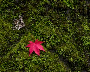 Preview wallpaper maple, leaves, moss, macro