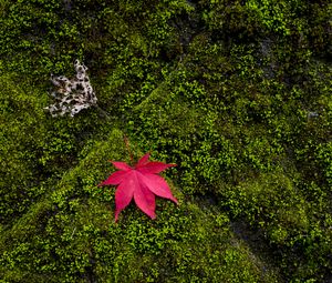 Preview wallpaper maple, leaves, moss, macro