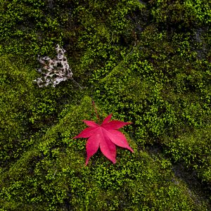 Preview wallpaper maple, leaves, moss, macro