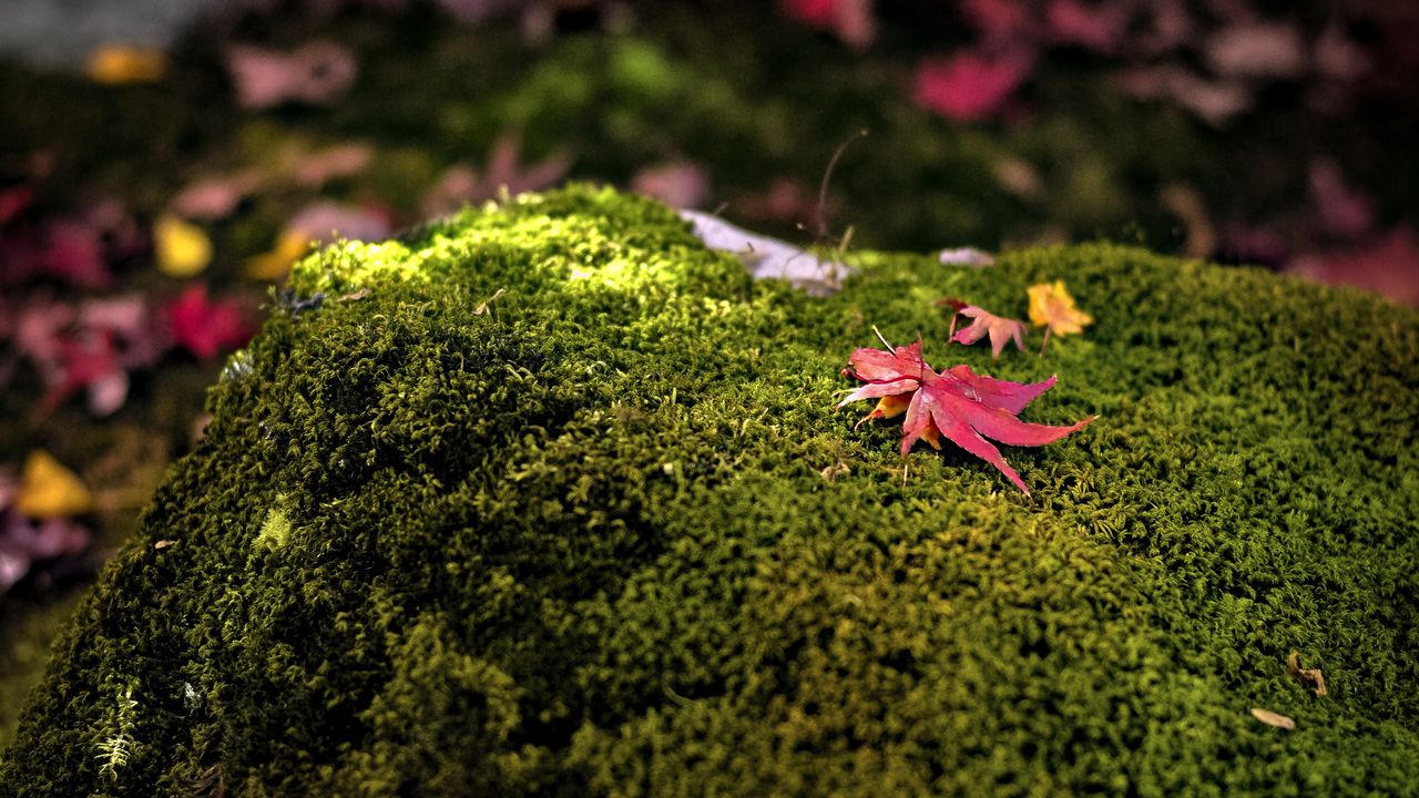 Wallpaper maple leaves, moss, autumn, macro