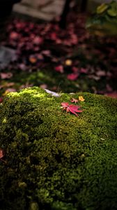 Preview wallpaper maple leaves, moss, autumn, macro