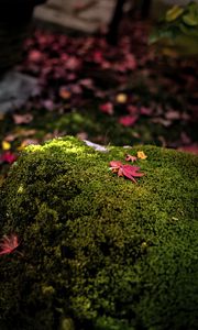 Preview wallpaper maple leaves, moss, autumn, macro