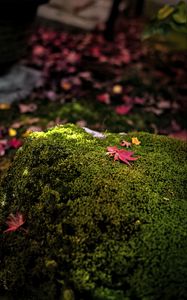 Preview wallpaper maple leaves, moss, autumn, macro