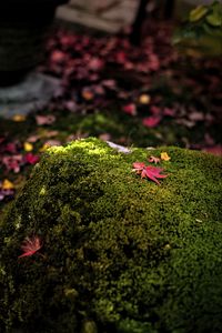 Preview wallpaper maple leaves, moss, autumn, macro