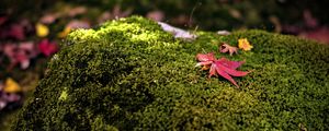 Preview wallpaper maple leaves, moss, autumn, macro