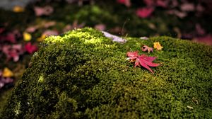 Preview wallpaper maple leaves, moss, autumn, macro