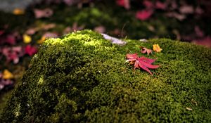 Preview wallpaper maple leaves, moss, autumn, macro