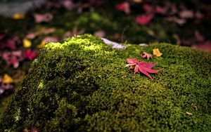 Preview wallpaper maple leaves, moss, autumn, macro