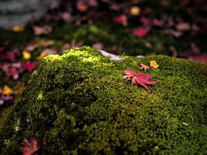 Preview wallpaper maple leaves, moss, autumn, macro