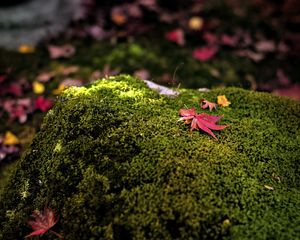 Preview wallpaper maple leaves, moss, autumn, macro