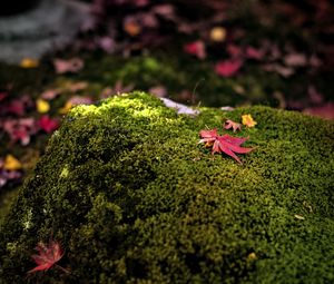 Preview wallpaper maple leaves, moss, autumn, macro