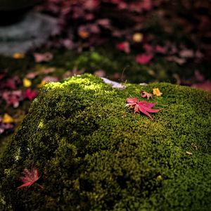 Preview wallpaper maple leaves, moss, autumn, macro