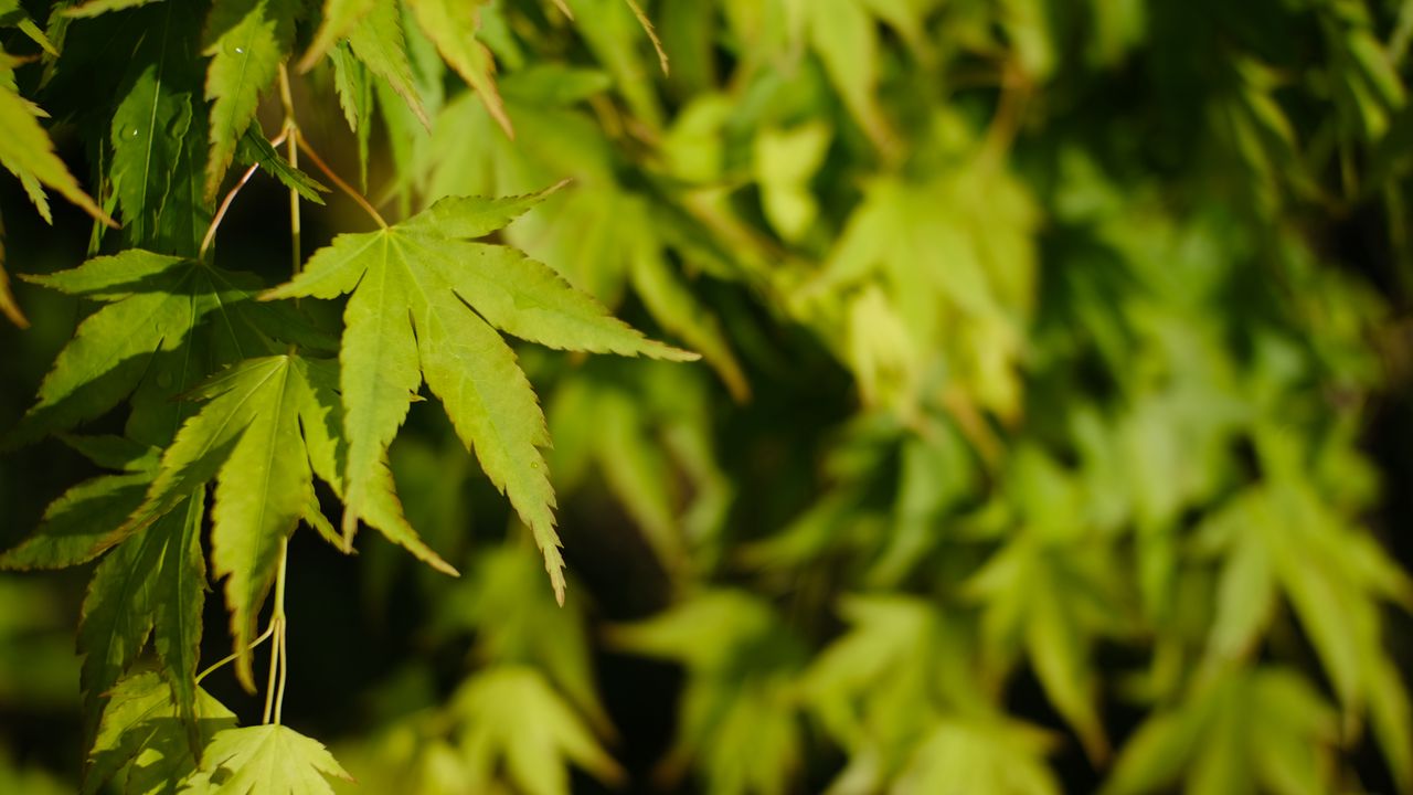 Wallpaper maple, leaves, plant, green, macro